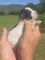 Kasey, a female Poodle - Toy  for sale in Chatsworth, GA – Photo 4 of 6