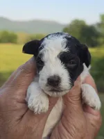 Kasey, a female Poodle - Toy  for sale in Chatsworth, GA – 2 of 5