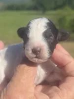 Kasey, a female Poodle - Toy  for sale in Chatsworth, GA – Photo 3 of 6