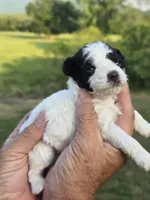 Kasey, a female Poodle - Toy  for sale in Chatsworth, GA – 4 of 5