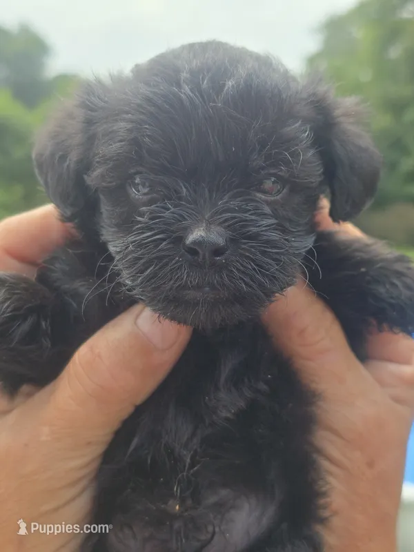 Cody – Poodle - Toy , Brussels Griffon puppy for sale in Chatsworth, GA