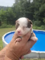 Mia, a female Australian Shepherd and Aussiedoodle for sale in Chatsworth, GA – 5 of 7
