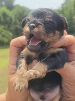 Bodie, a male Cavapoo and Brussels Griffon for sale in Chatsworth, GA – 5 of 8