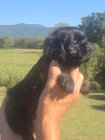 Stevie, a male Shih Tzu and Brussels Griffon for sale in Chatsworth, GA – 2 of 8