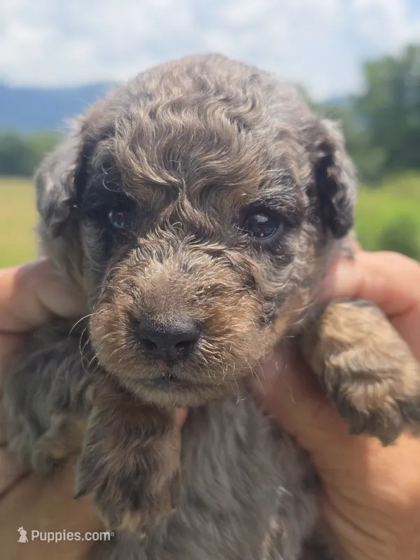 Bubba – Miniature Aussiedoodle puppy on hold in Chatsworth, GA
