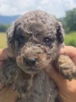 Bubba, a male Miniature Aussiedoodle for sale in Chatsworth, GA – 4 of 7