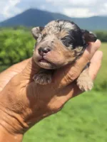 Clara, a female Miniature Aussiedoodle for sale in Chatsworth, GA – 2 of 6