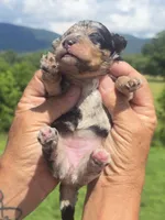 Clara, a female Miniature Aussiedoodle for sale in Chatsworth, GA – 4 of 6