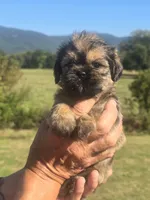 Ryan, a male Brussels Griffon for sale in Chatsworth, GA – 6 of 7