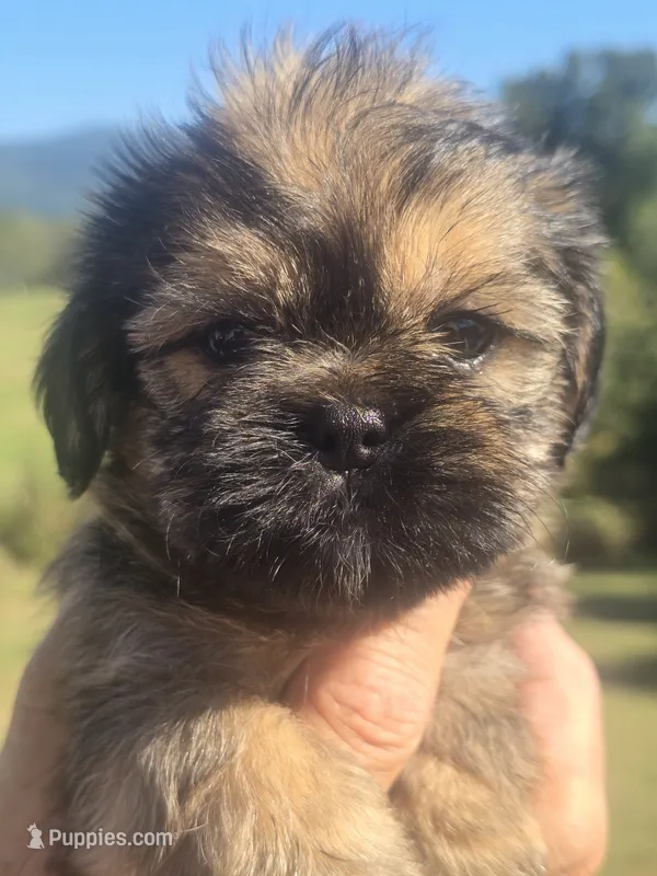 Ryan – Shih Tzu, Brussels Griffon puppy for sale in Chatsworth, GA