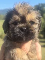 Ryan, a male Brussels Griffon for sale in Chatsworth, GA – 1 of 7