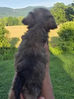 Mia, a female Brussels Griffon for sale in Chatsworth, GA – 6 of 8