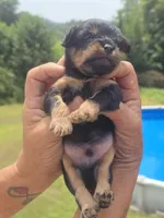 Bodie, a male Cavapoo and Brussels Griffon for sale in Chatsworth, GA – 6 of 8
