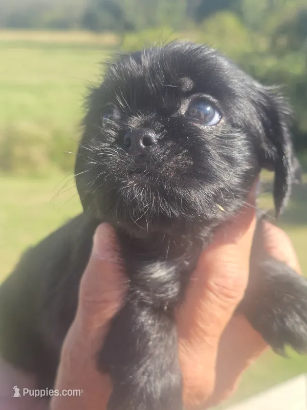 Lad – Shih Tzu, Brussels Griffon puppy for sale in Chatsworth, GA