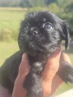 Lad, a male Brussels Griffon for sale in Chatsworth, GA – 1 of 7