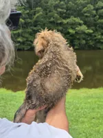 Rafe, a male Brussels Griffon for sale in Chatsworth, GA – 3 of 7