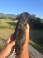 Stevie, a male Shih Tzu and Brussels Griffon for sale in Chatsworth, GA – 9 of 9