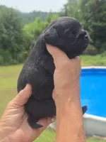 Patrick, a male Cavapoo and Brussels Griffon for sale in Chatsworth, GA – 2 of 6