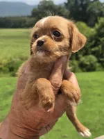 Wendy, a female Poodle - Toy  and Brussels Griffon for sale in Chatsworth, GA – 7 of 8
