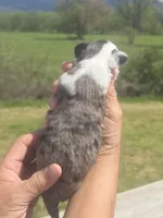 Dolly, a female Aussiedoodle for sale in Chatsworth, GA – Photo 9 of 9