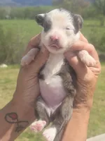Dolly, a female Aussiedoodle for sale in Chatsworth, GA – Photo 5 of 9