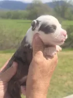 Dolly, a female Aussiedoodle for sale in Chatsworth, GA – Photo 4 of 9