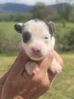 Dolly, a female Aussiedoodle for sale in Chatsworth, GA – Photo 6 of 9