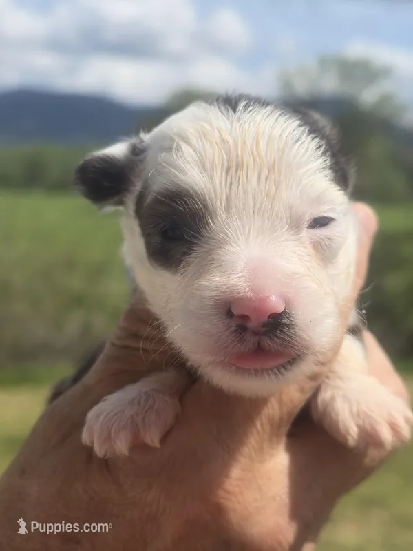 Dolly – Aussiedoodle puppy for sale in Chatsworth, GA