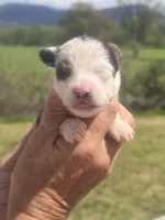 Dolly, a female Aussiedoodle for sale in Chatsworth, GA – Photo 8 of 9