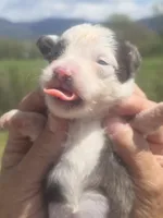 Dolly, a female Aussiedoodle for sale in Chatsworth, GA – Photo 3 of 9