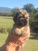 Ryan, a male Brussels Griffon for sale in Chatsworth, GA – 2 of 7