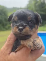 Bodie, a male Cavapoo and Brussels Griffon for sale in Chatsworth, GA – 2 of 8