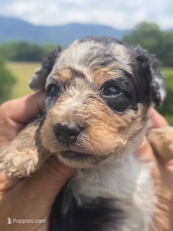Clara – Miniature Aussiedoodle puppy for sale in Chatsworth, GA