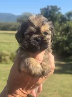 Ryan, a male Brussels Griffon for sale in Chatsworth, GA – 3 of 7