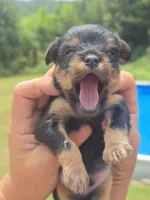 Bodie, a male Cavapoo and Brussels Griffon for sale in Chatsworth, GA – 8 of 8