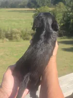 Lad, a male Brussels Griffon for sale in Chatsworth, GA – 6 of 7