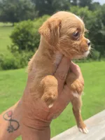 Wendy, a female Poodle - Toy  and Brussels Griffon for sale in Chatsworth, GA – 2 of 8