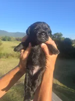 Stevie, a male Shih Tzu and Brussels Griffon for sale in Chatsworth, GA – 4 of 9