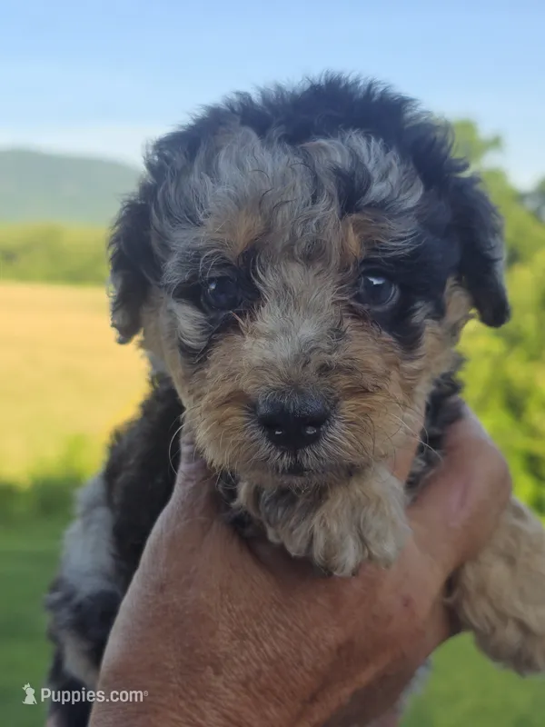 Clara – Miniature Aussiedoodle puppy for sale in Chatsworth, GA
