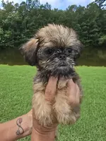 Mia, a female Brussels Griffon for sale in Chatsworth, GA – 6 of 9