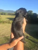 Lad, a male Shih Tzu and Brussels Griffon for sale in Chatsworth, GA – 2 of 9