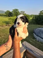 Annie, a female Miniature Aussiedoodle for sale in Chatsworth, GA – 5 of 6