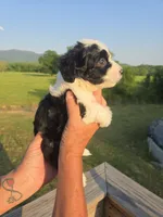Annie, a female Miniature Aussiedoodle for sale in Chatsworth, GA – 2 of 6