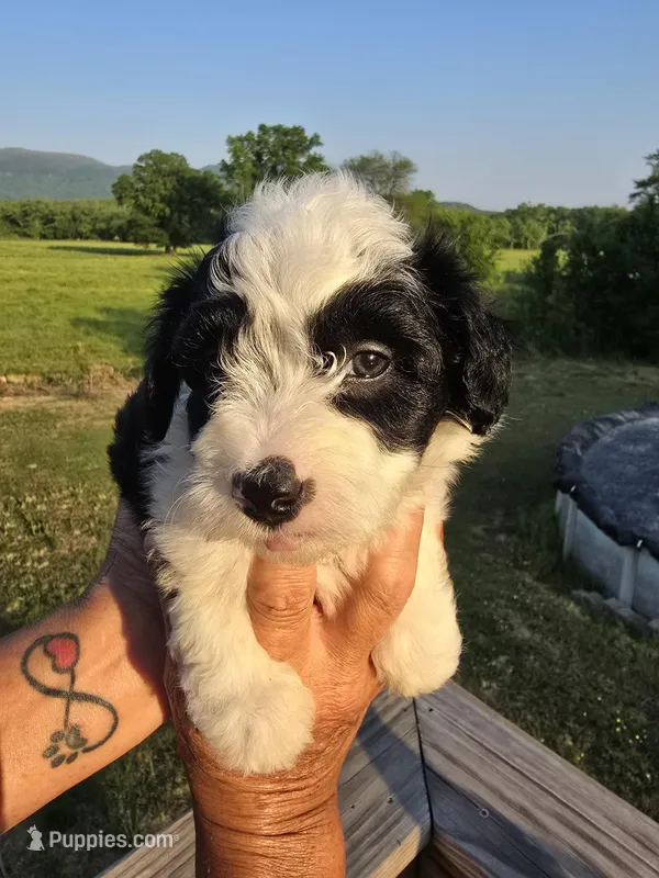 Annie, a female Miniature Aussiedoodle for sale in Chatsworth, GA – 1 of 6