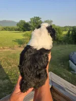 Annie, a female Miniature Aussiedoodle for sale in Chatsworth, GA – 4 of 6