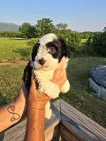 Annie, a female Miniature Aussiedoodle for sale in Chatsworth, GA – 6 of 6