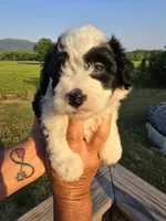 Annie, a female Miniature Aussiedoodle for sale in Chatsworth, GA – 3 of 6