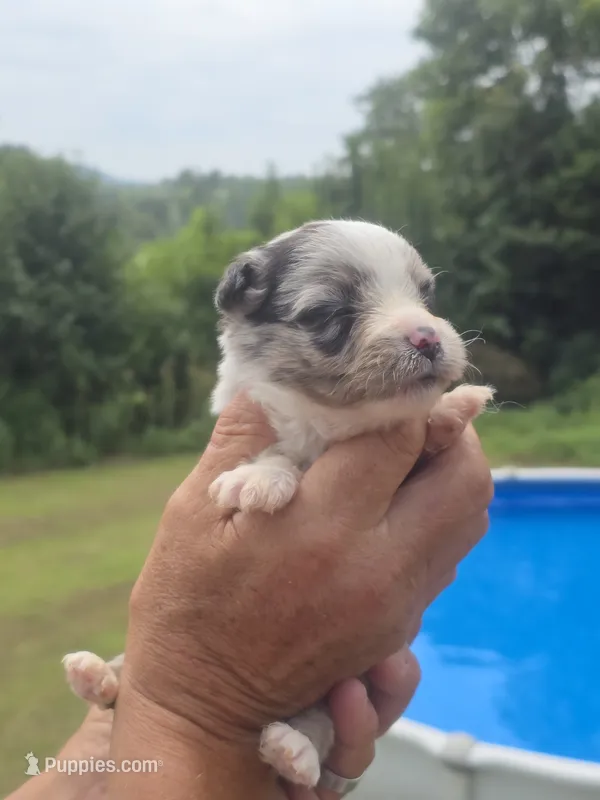 Toby - Toy – Australian Shepherd, Aussiedoodle puppy for sale in Chatsworth, GA