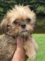 Rafe, a male Brussels Griffon for sale in Chatsworth, GA – 6 of 7