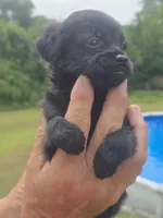 Benji, a male Poodle - Toy  and Brussels Griffon for sale in Chatsworth, GA – 2 of 8